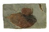 Plate with Two Fossil Leaves (Two Species) - Montana #269370-1